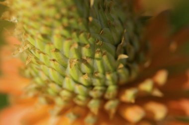 Ayçiçeğinin yakın çekim görüntüsü