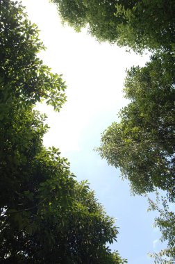 Parktaki ağaç dalları alçak açılı veiw 