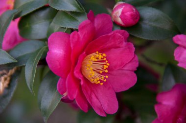 Bahçede açan güzel pembe çiçeklerin yakın çekim görüntüsü