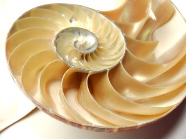 Nautilus pompilius kabuğu, doğa geçmişi