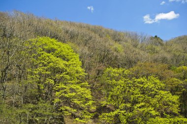 Arkaplan için güzel yeşil tepelerin manzaralı görüntüleri