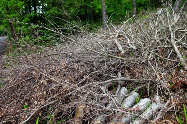 Kırık ağaç dalları ile orman manzarası 