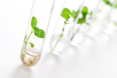 Cam tüpler içinde büyüyen bitkiler, biyoteknoloji deposu için laboratuvar camları. 