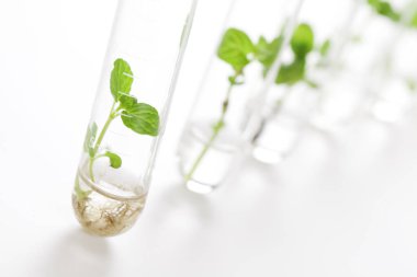 growing seedlings of plants in glass tubes, laboratory glassware for biotechnology reserch  clipart