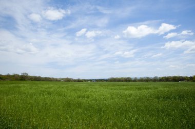 Doğada güneşli bir günde mavi gökyüzünün altında dağınık bulutlarla geniş yeşil bir alan.