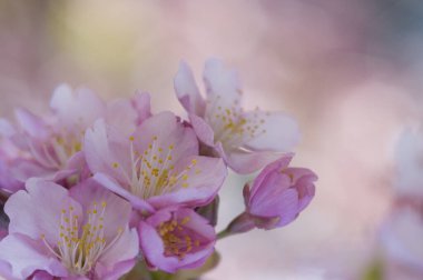 Bahçedeki güzel pembe çiçekler