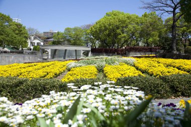 İlkbaharda şehir parkında çiçek açan güzel çiçekler, Japonya