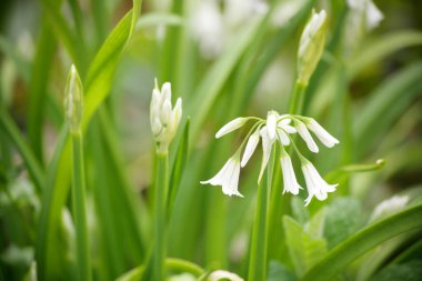 Bahçedeki zambakların güzel beyaz çiçekleri