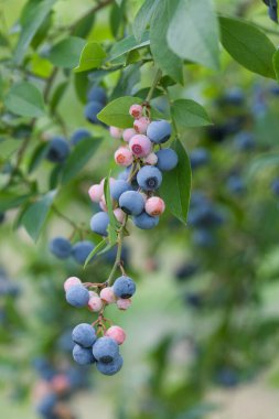 Bahçedeki taze yaban mersinleri dalları üzerinde
