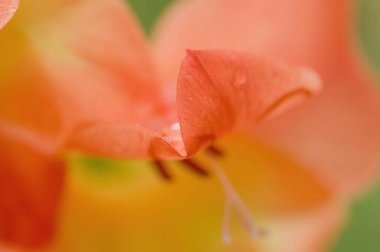 kırmızı Çiçek bahçesinde yakın çekim