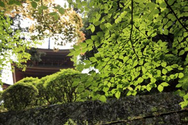 Parktaki yeşil ağaçların güzel manzarası