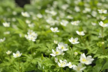 Yeşil yapraklı beyaz bir çiçek tarlası.