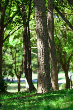 Çimenli bir alanın ortasında bir park bankı.