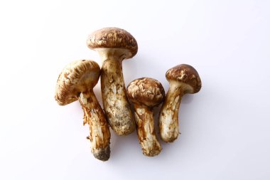 Çiğ Matsutake mantarlarının görüntüsünü kapat
