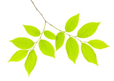 beyaz arkaplanda yeşil yapraklar izole 