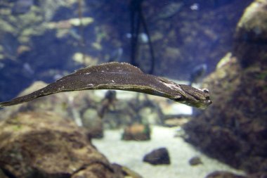 akvaryum suyunda yüzen balık