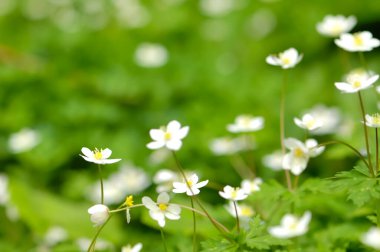 Güzel çiçekler, yakın görüş, doğa konsepti.
