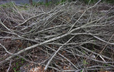 Kırık ağaç dalları ile orman manzarası 