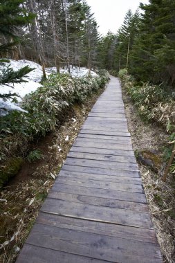 Kışın ormana giden ahşap patika.