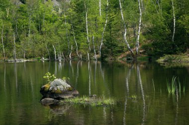 Ormandaki ve göldeki yeşil ağaçların güzel manzarası            