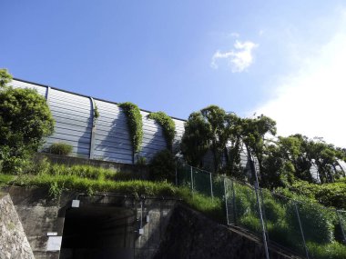 Güneşli bir günde yeşil bitkiler metal gürültü duvarına tırmanıyor.