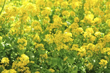 Güzel çiçekler, yakın görüş, doğa konsepti.