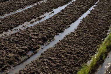pirinç tarlalarında toprak ve su.