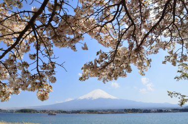 Japonya 'daki görkemli Fuji Dağı ve kiraz çiçeklerinin güzel manzarası