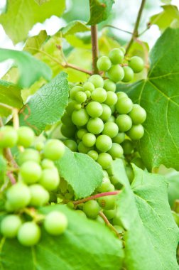 Asmadan sarkan bir demet üzüm