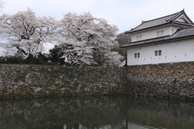 Parkta kiraz çiçeği. Japonca