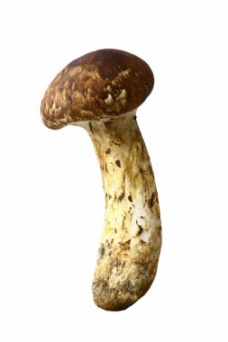 Beyaz arka planda taze shiitake mantarı              