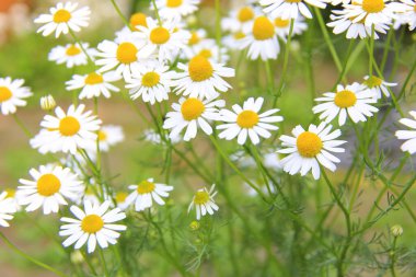 Bahçedeki güzel papatya çiçekleri, yakın plan.. 