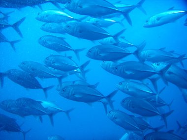 Güzel tropikal deniz balıklarının sualtı manzarası 
