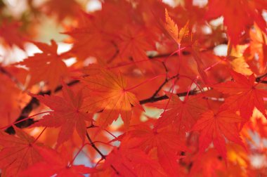 Sonbahar arkaplanı, akçaağaç yaprakları, kırmızı ve turuncu renk