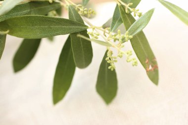 Yeşil yapraklı ve küçük çiçekli saksı dallarına yakın. 