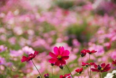Bahçede kozmos çiçekleri