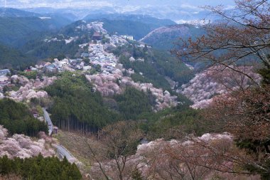 Japonya 'nın Nara kentindeki dağlarda çiçek açan güzel sakura ağaçlarının manzarası.