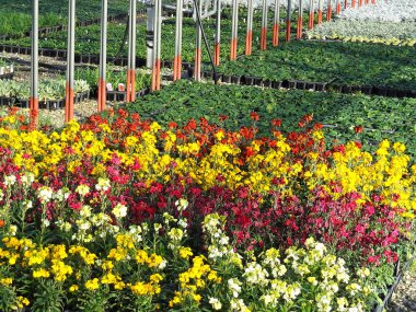 Bahçede çiçek açan çeşitli çiçeklerle güzel bir botanik çekimi.