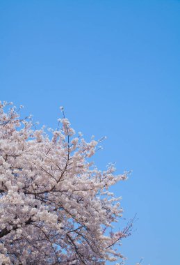 Ağaçta açan güzel bahar çiçekleri