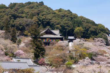 Geleneksel Japon tapınağı çiçek açan kiraz ağaçlarının arasında.