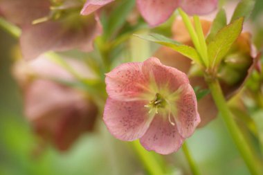 Güzel botanik fotoğrafı, doğal duvar kağıdı.