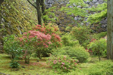 Japon bahçesindeki güzel ağaçlar ve eski taş duvarlar