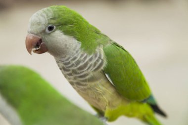 Arka planda yeşil papağan kuşları, kapatın.