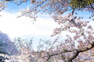 Bahçede çiçek açan güzel ağaçlar. Güzel botanik fotoğrafı, doğal duvar kağıdı.                            