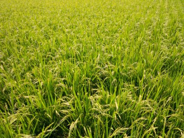 Yumuşak ışıklı yeşil pirinç tarlası
