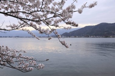 Parkta kiraz çiçeği. Japonca