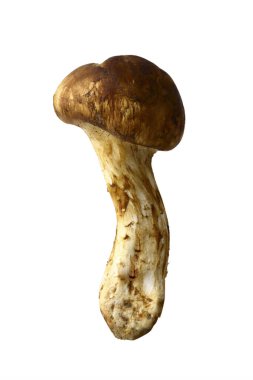 Beyaz arka planda taze shiitake mantarı              