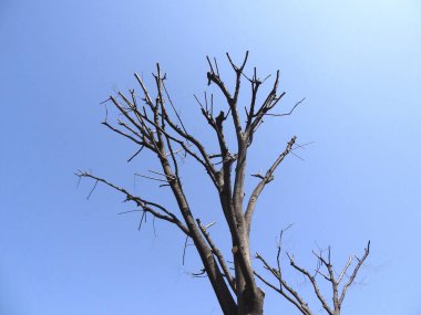 Dead Tree dalları ve mavi gökyüzü