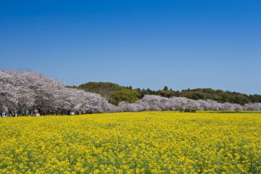 Sakura ağaçları ve sarı tarlalı güzel bir park manzarası. 