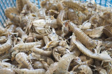 Mavi sepetteki taze deniz ürünleri.